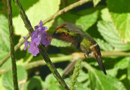 Lophornis ornatus (Boddaert 1783) resmi