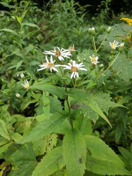 Image of forked aster