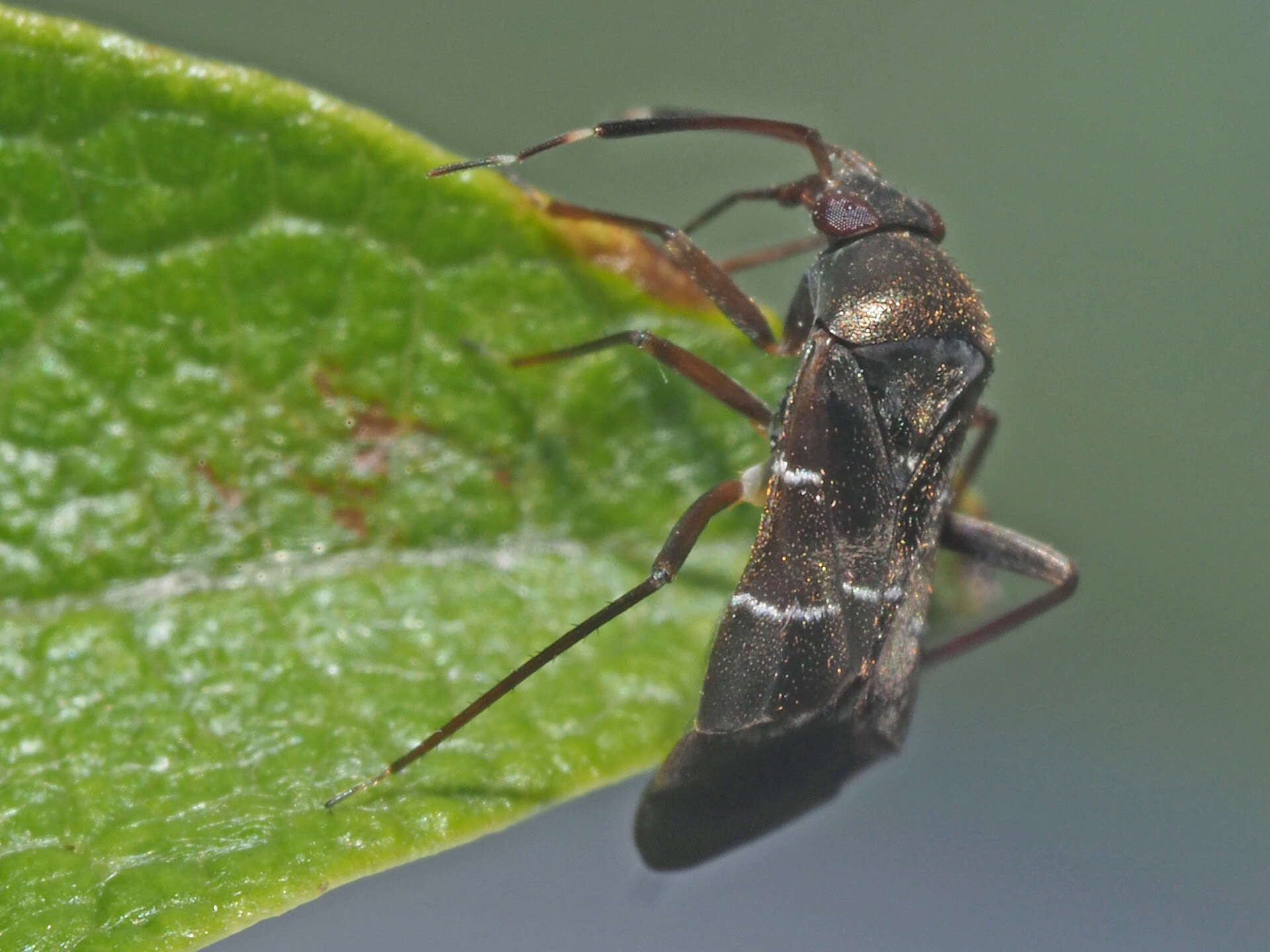 Image of Leaf bug