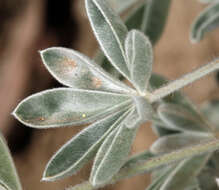 Image of Panamint Mountain lupine