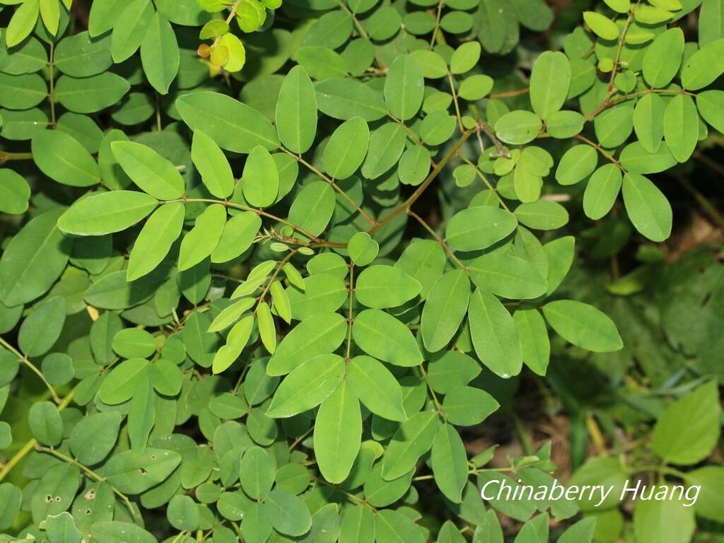 Plancia ëd Indigofera zollingeriana Miq.