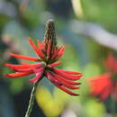 Image de Erythrina speciosa Andrews