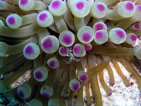 Image of Spotted cleaner shrimp