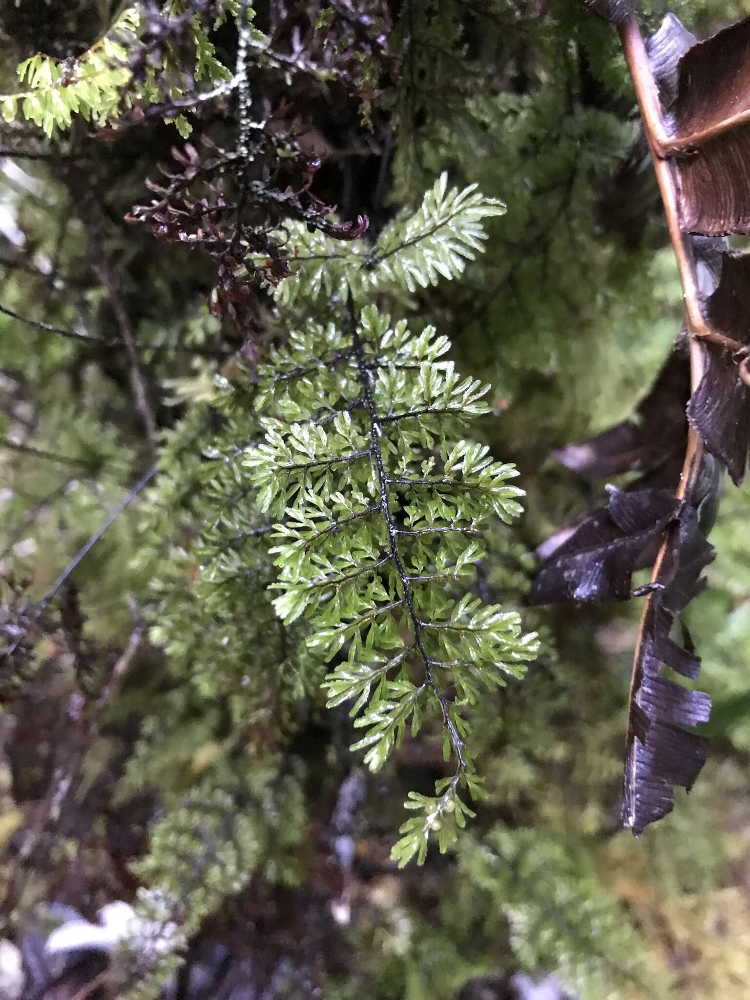 Imagem de Hymenophyllum dentatum Cav.