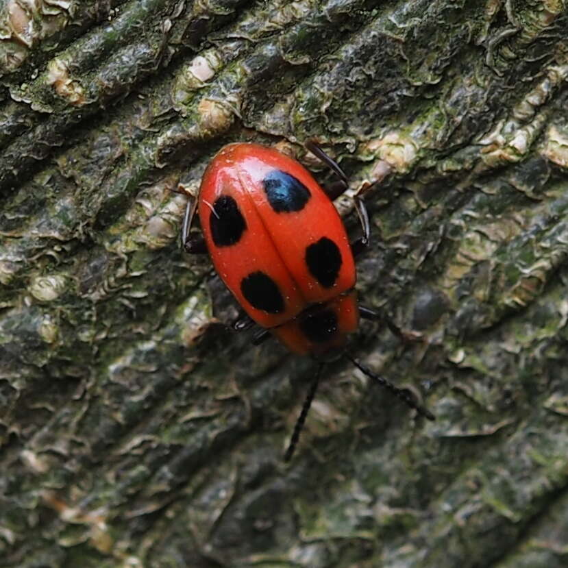 Image of Endomychus coccineus (Linnaeus 1758)