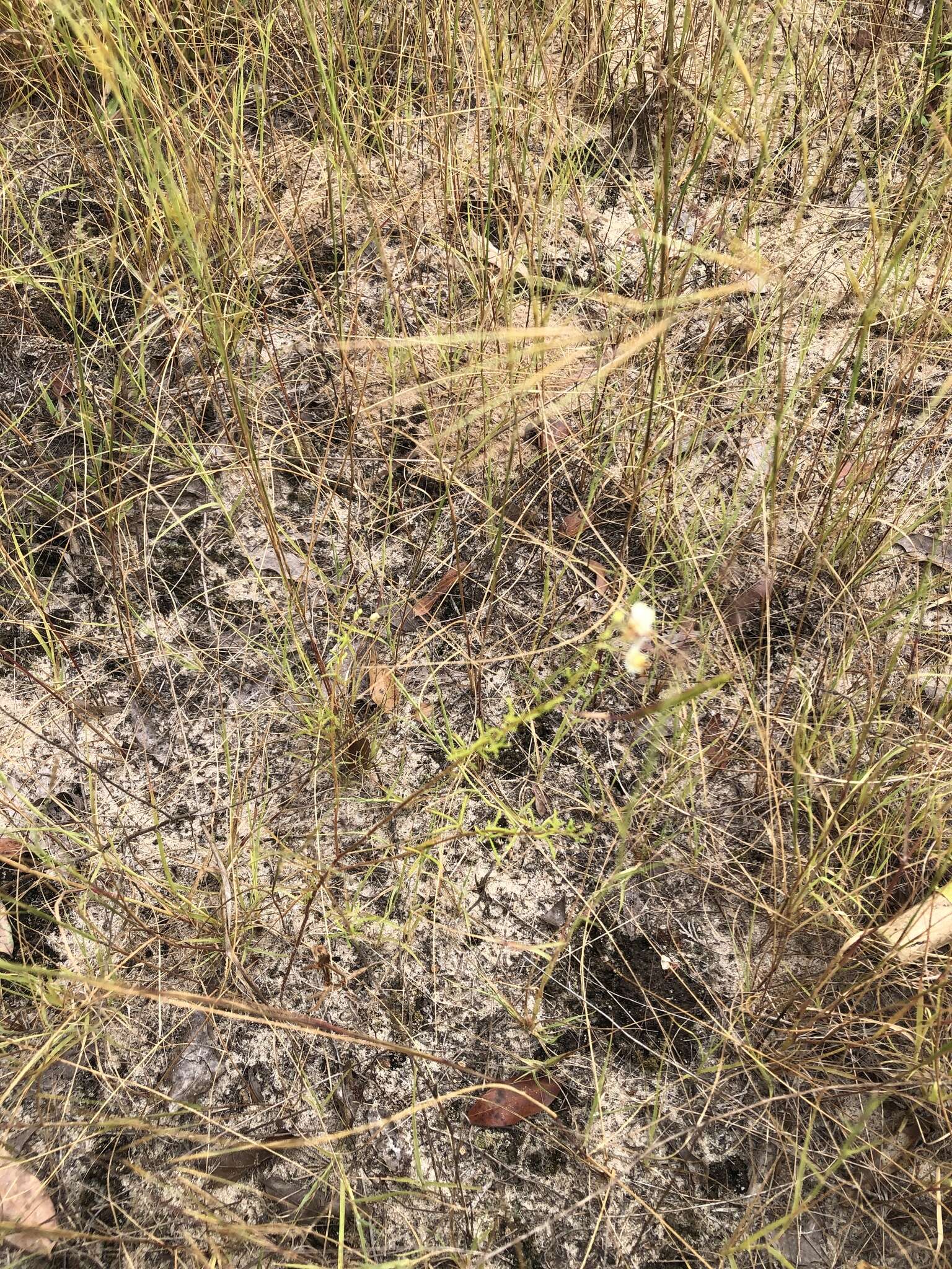 Image of large clammyweed