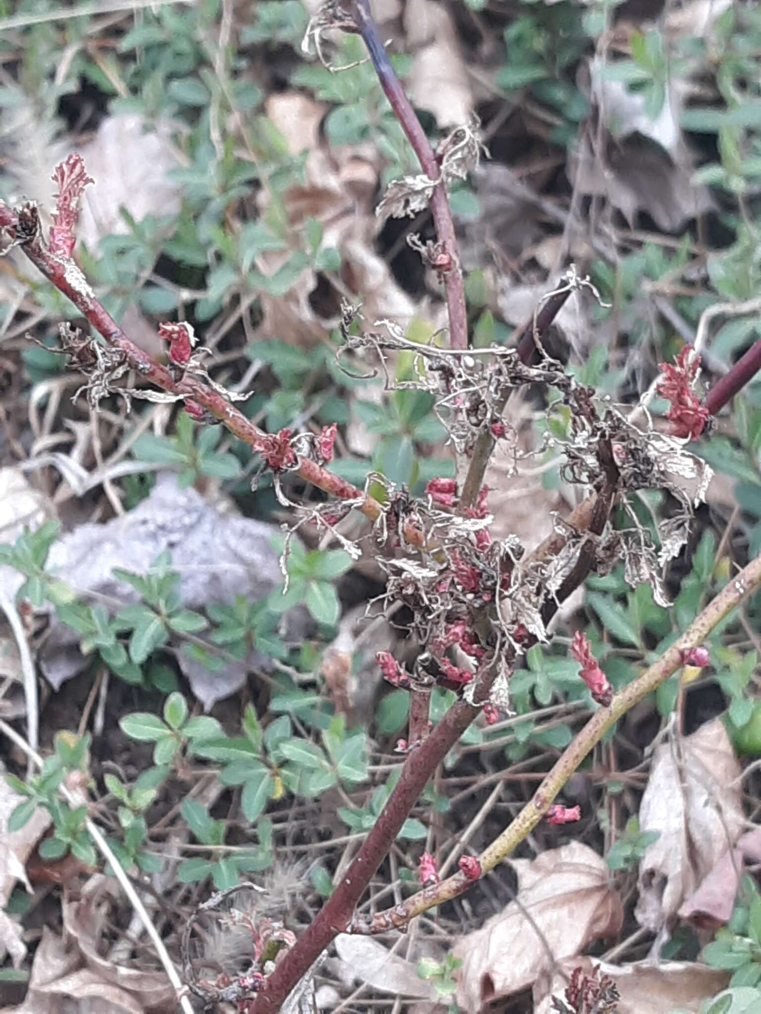 Image of Rose rosette emaravirus