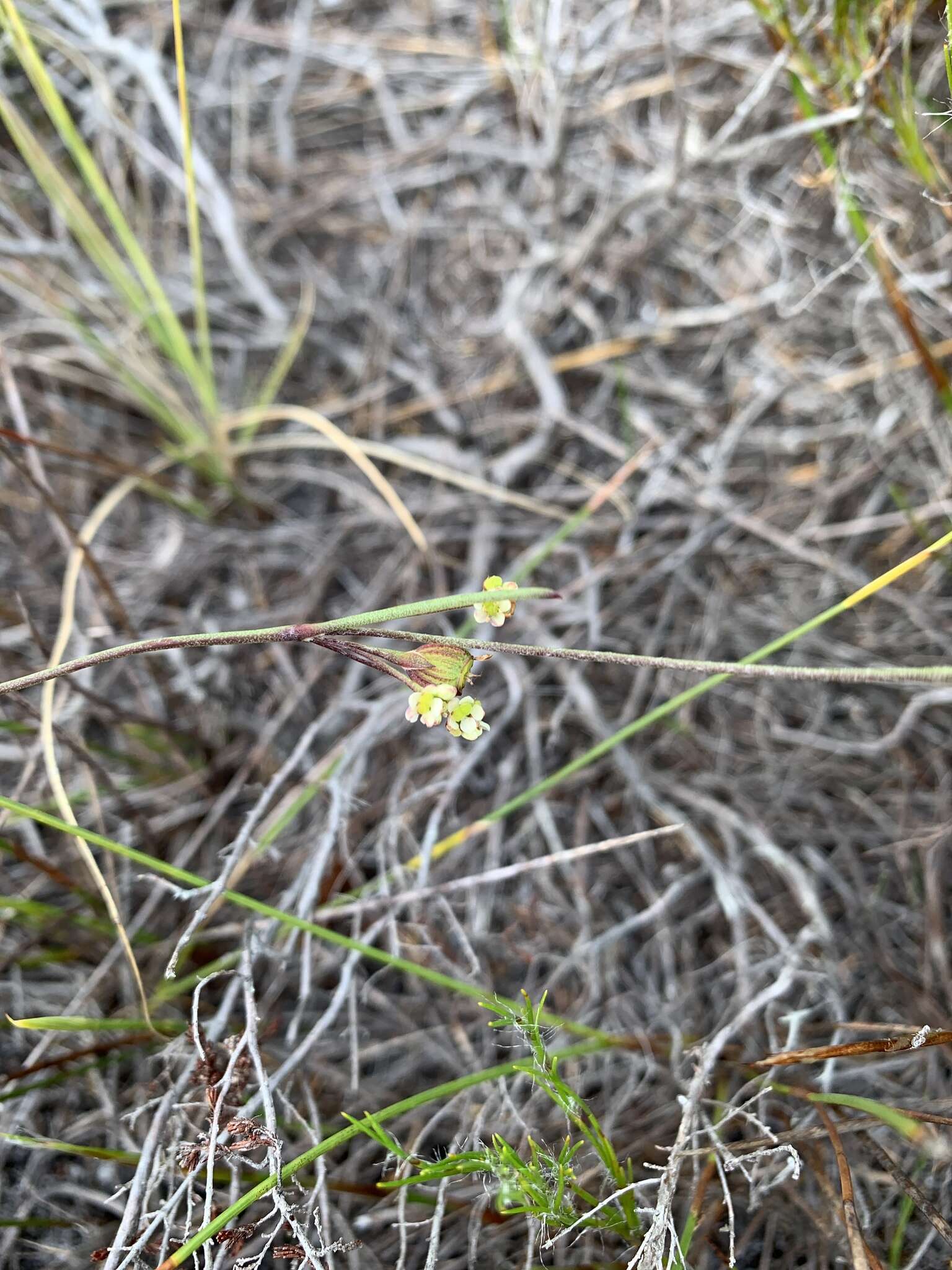 Слика од Centella macrocarpa (Rich.) Adamson