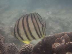 Image of Eight Banded Butterflyfish