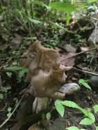 Image of Helvella maculata N. S. Weber 1975