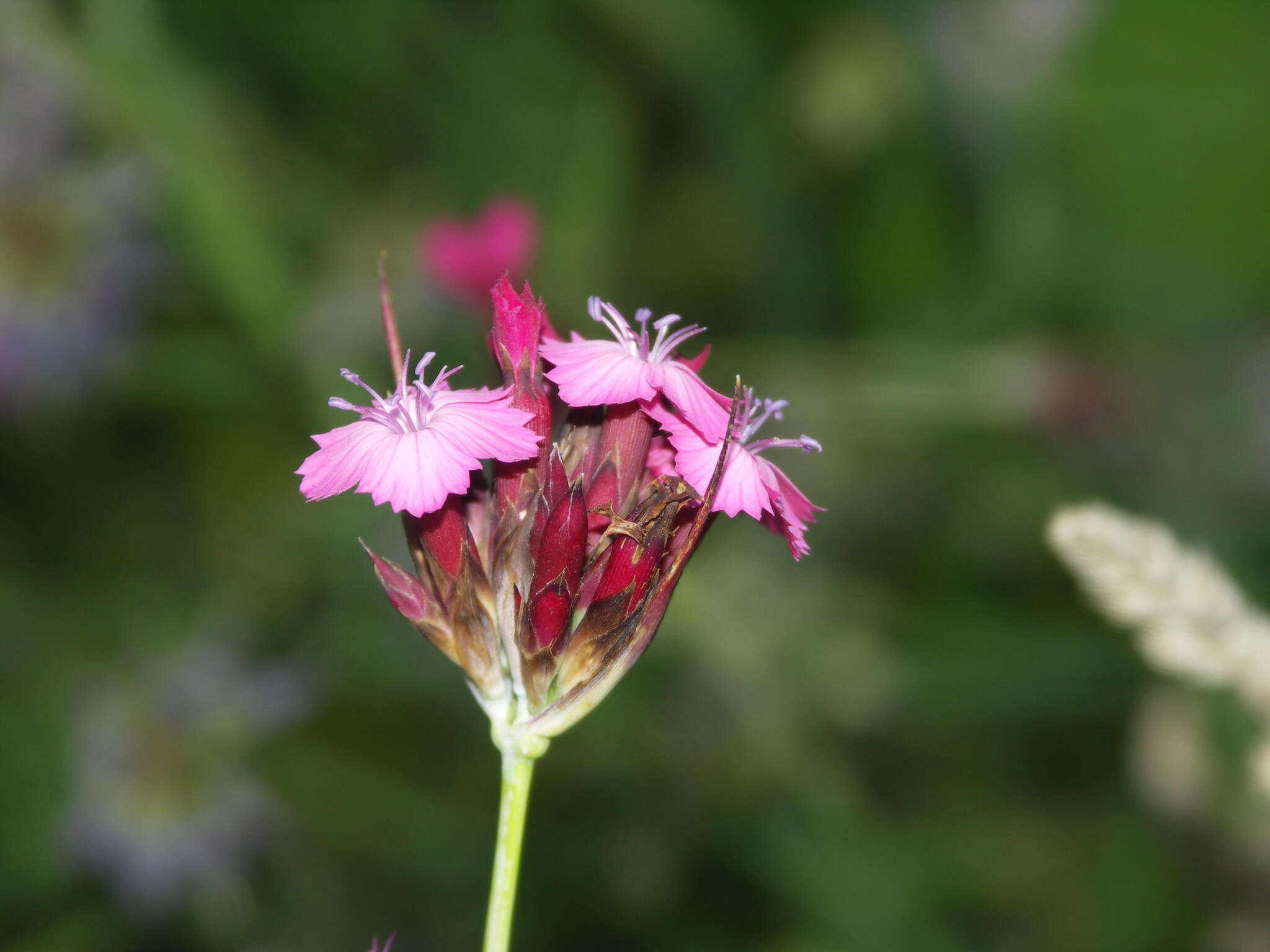 Imagem de Dianthus giganteus subsp. giganteus