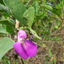 صورة Canavalia brasiliensis Benth.