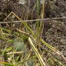 Imagem de Ornithogalum arabicum L.