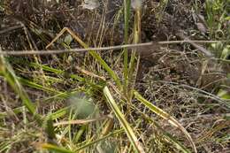 Imagem de Ornithogalum arabicum L.