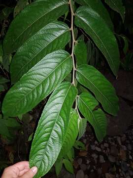 Image of Banara guianensis Aubl.