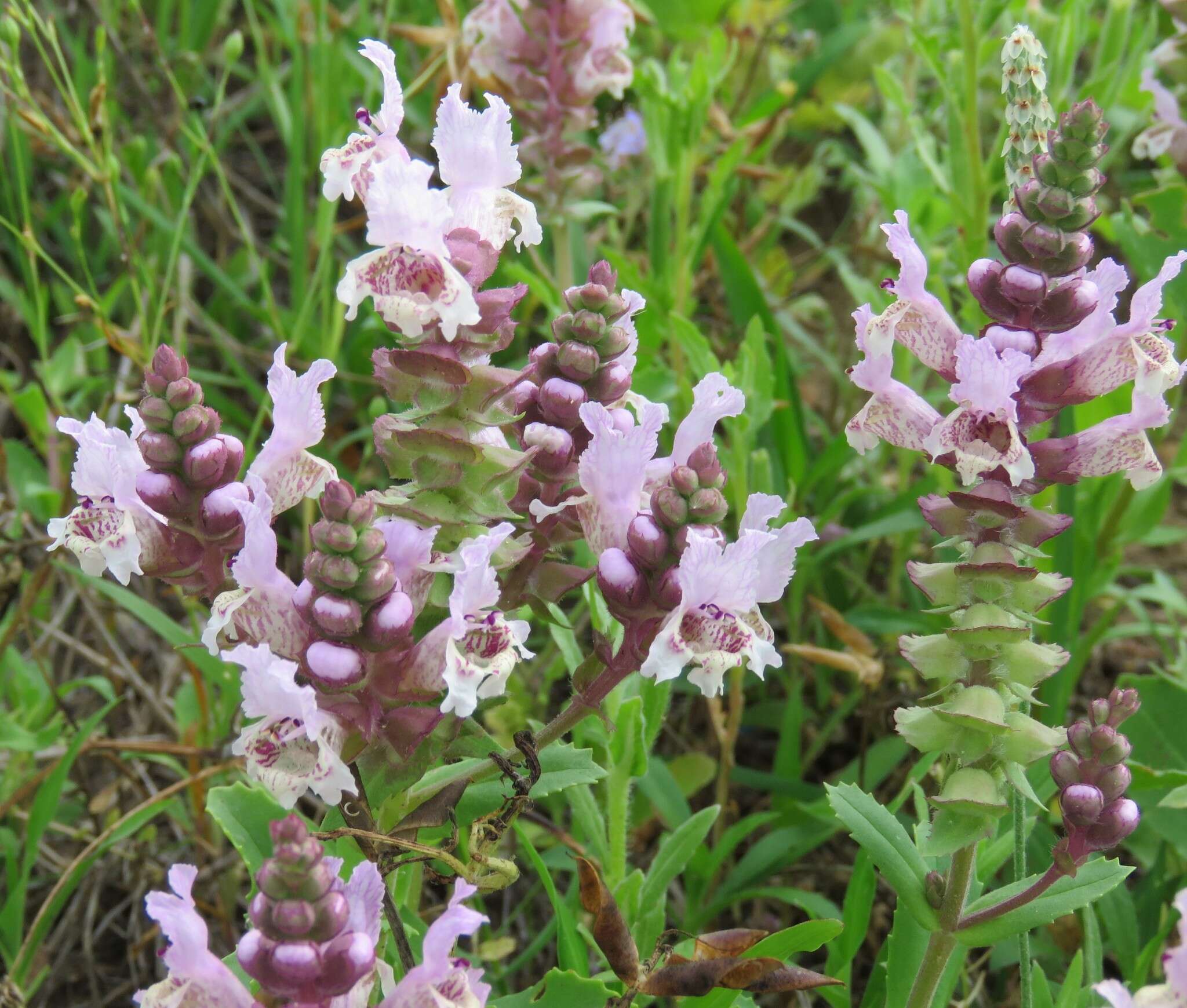 Image of rattlesnake flower