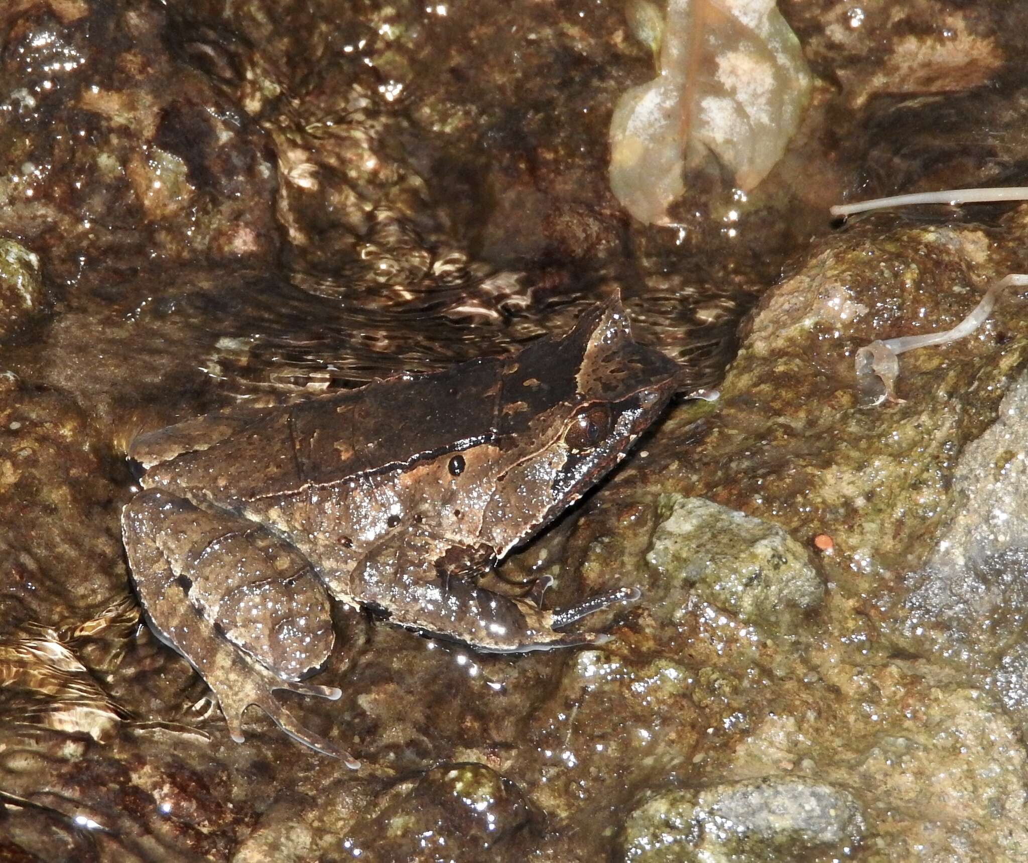 Image de Megophrys montana Kuhl & Van Hasselt 1822