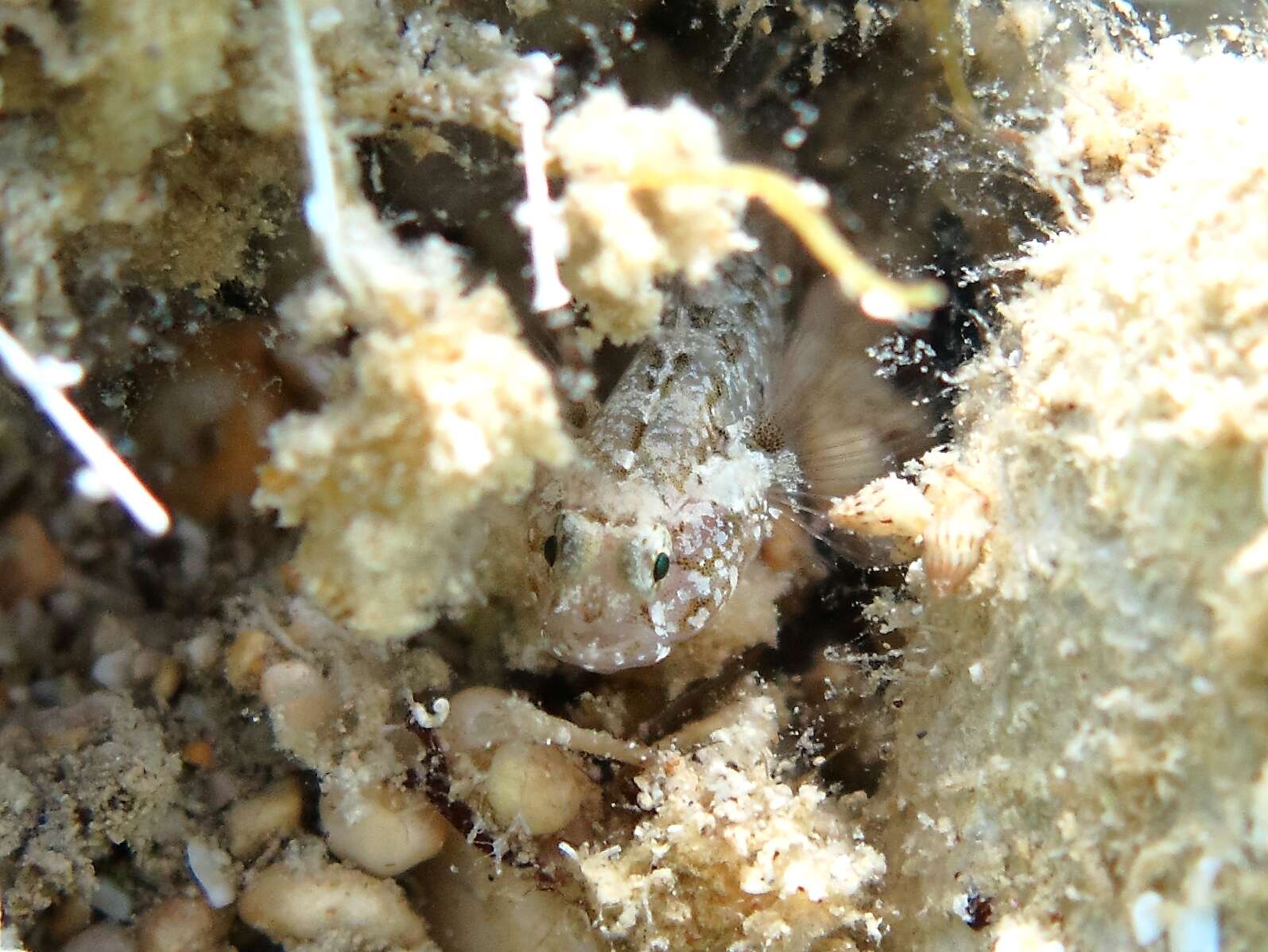 Image of Large-headed goby