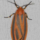 Image of Scarlet-winged Lichen Moth