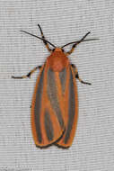 Image of Scarlet-winged Lichen Moth