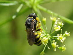 Image of Lestica clypeata (Schreber 1759)