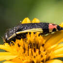 Image of Acmaeodera flavomarginata (Gray 1832)