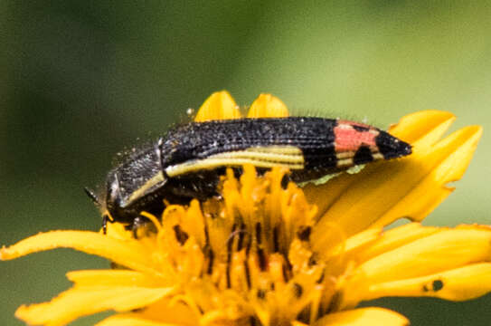 Image of Acmaeodera flavomarginata (Gray 1832)