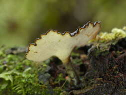 Image de Polyporus nigrocristatus E. Horak & Ryvarden 1984