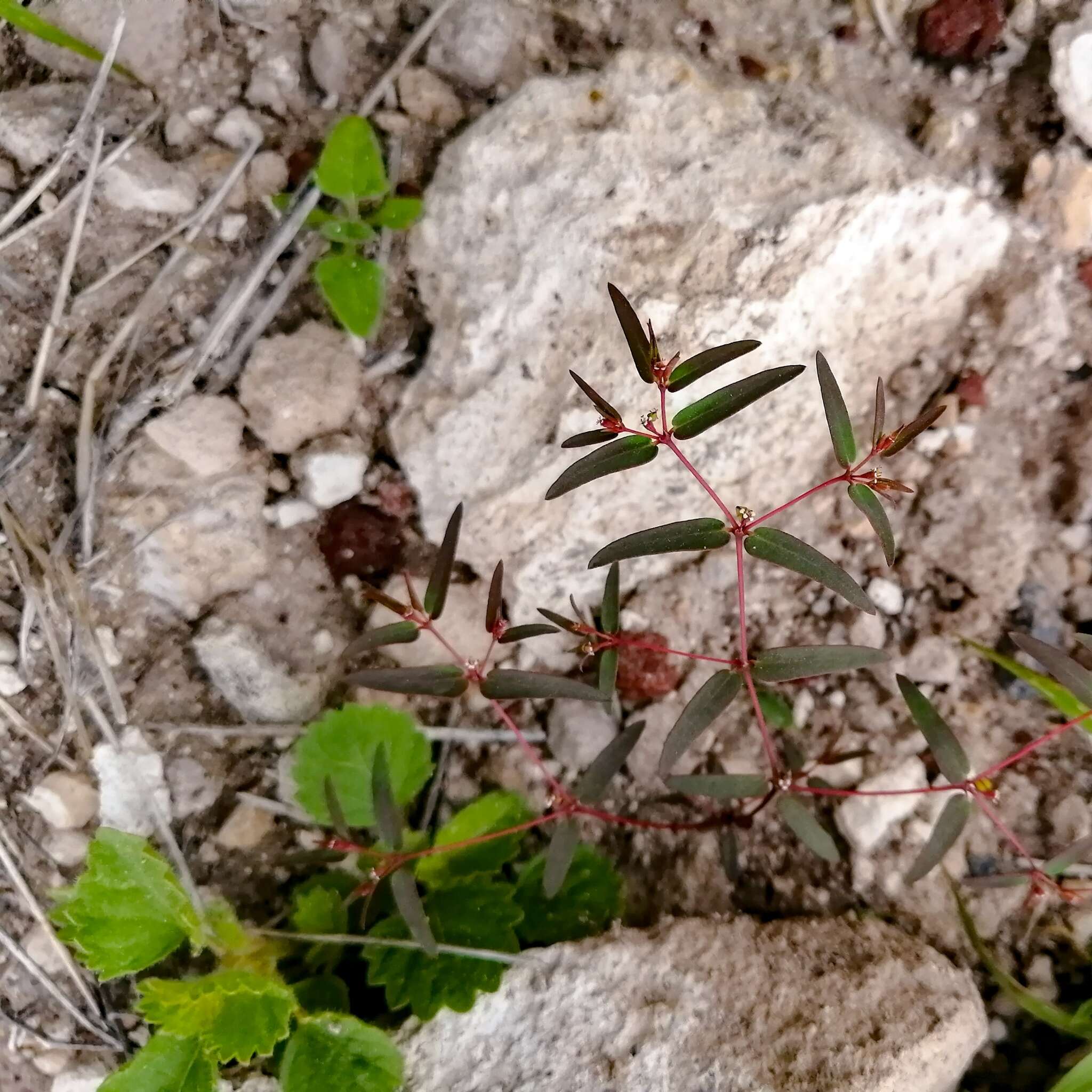 Слика од Euphorbia cumbrae Boiss.