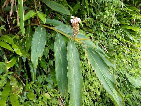 Image of Alpinia shimadae Hayata