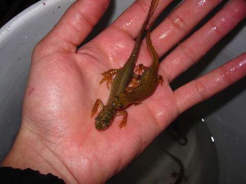 Image of Banded Newt