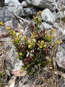 صورة Tetracarpaea tasmanica Hook. fil.