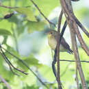 Image of Green-backed Flycatcher