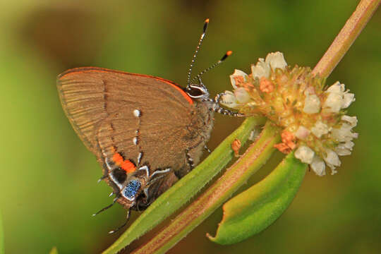 Image of Fulvous Hairstreak