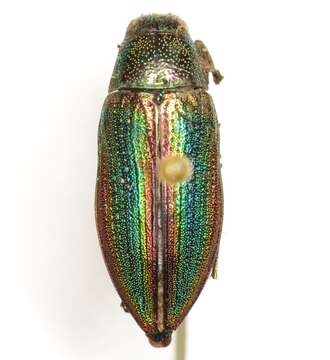 Image of Buprestis decora Fabricius 1775