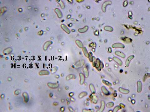 Sivun Eutypa flavovirens (Pers.) Tul. & C. Tul. 1863 kuva