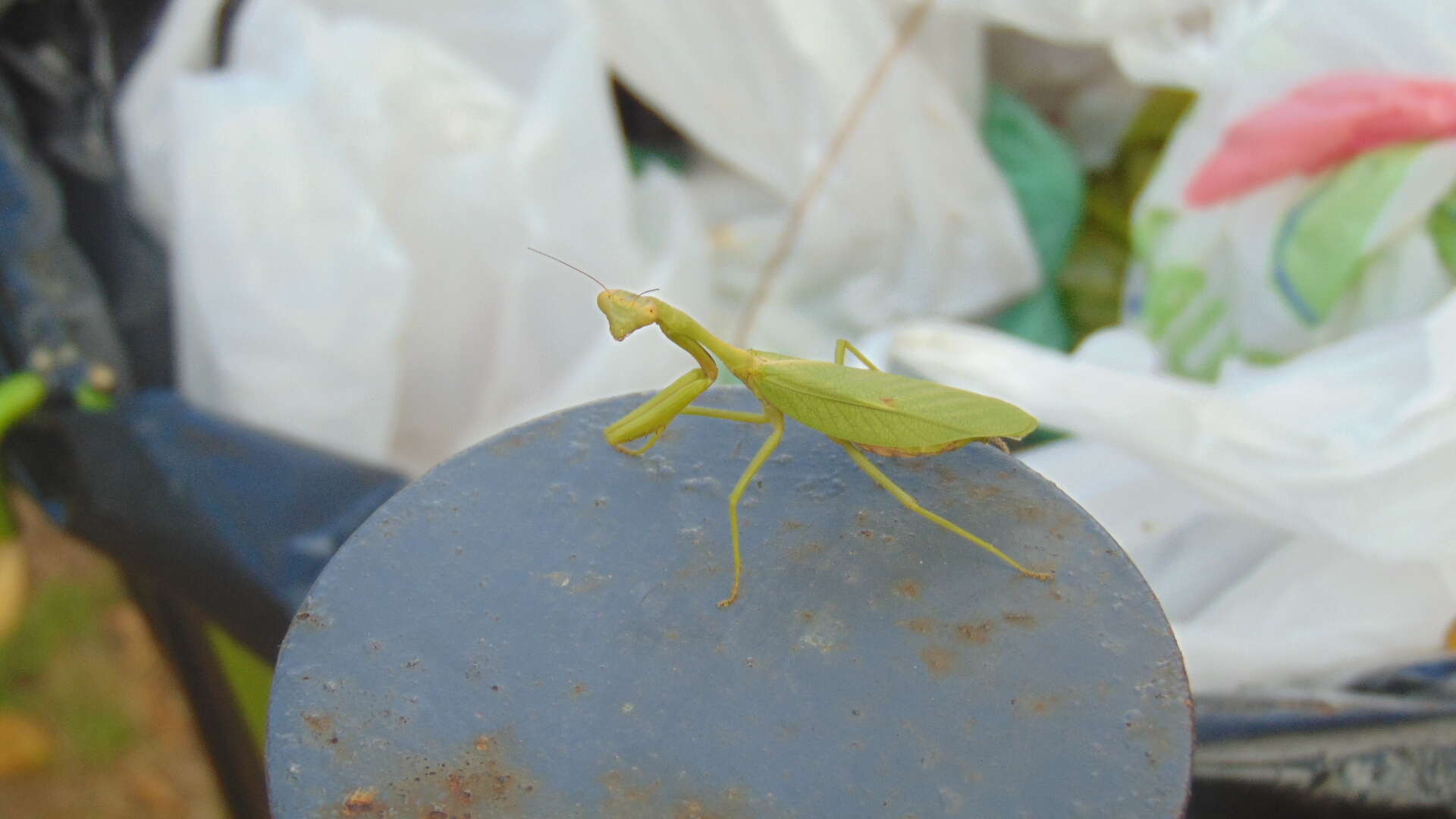 Слика од Parastagmatoptera theresopolitana Giglio-Tos 1914
