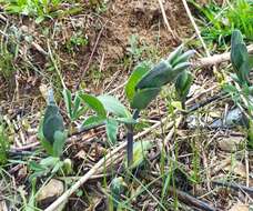 Image of Thermopsis lupinoides (L.) Link