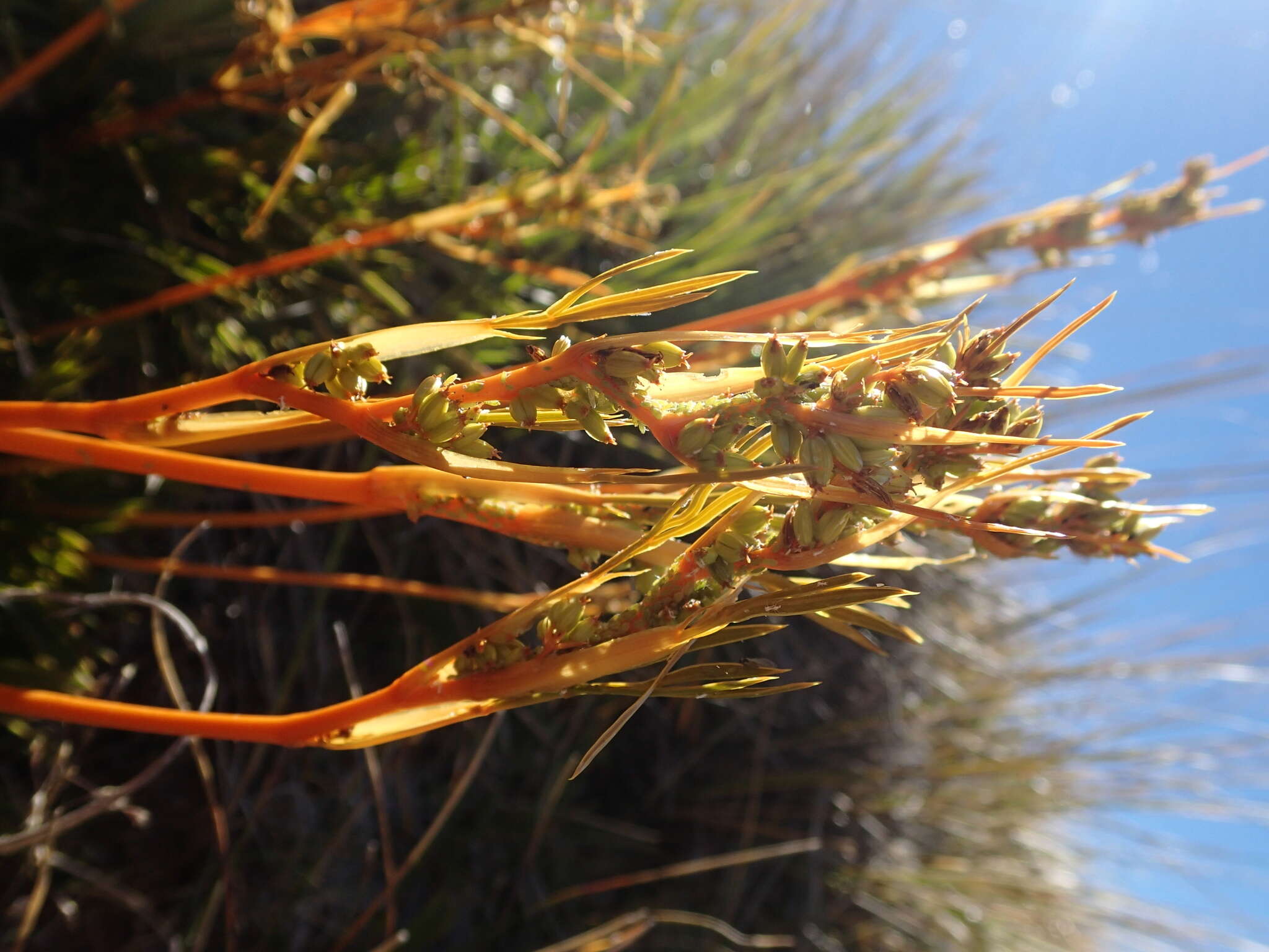 Image of Aciphylla montana var. gracilis (Oliv.) J. W. Dawson