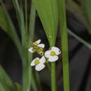 Image of grassy arrowhead