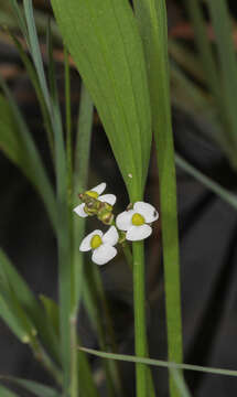 Image of grassy arrowhead