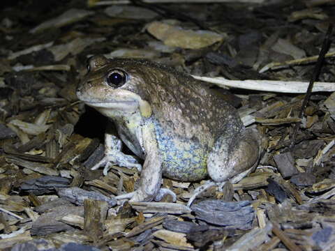 Image of Limnodynastes dumerilii Peters 1863