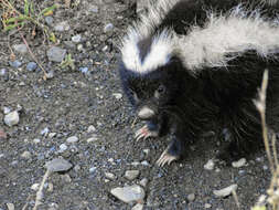 Image of Molina's Hog-nosed Skunk