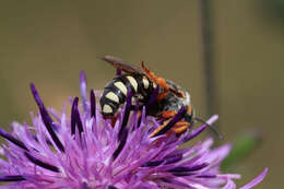 Image de Icteranthidium laterale (Latreille 1809)