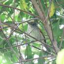 Image of Rufous-backed Antvireo