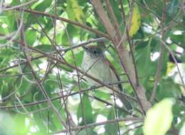 Image of Rufous-backed Antvireo