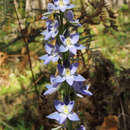 صورة Thelymitra aristata Lindl.