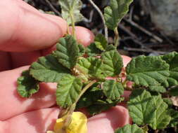 Image of Hermannia althaeoides Hort. ex Link