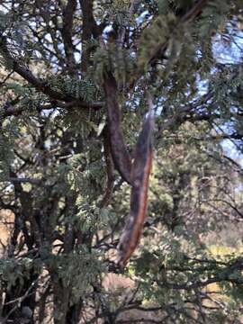 Image of Vachellia luederitzii var. retinens (Sim) Kyal. & Boatwr.