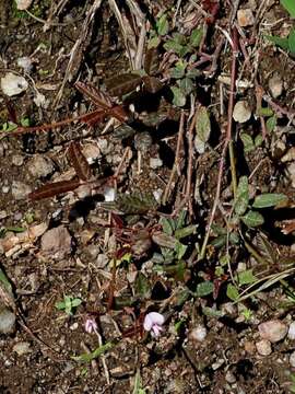 Image of Desmodium varians (Labill.) G. Don